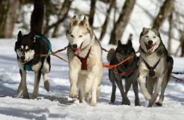 Husky Village Paket