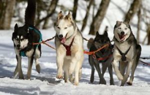 Husky Village Paket