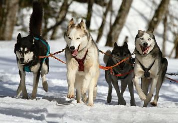 Husky Village Paket